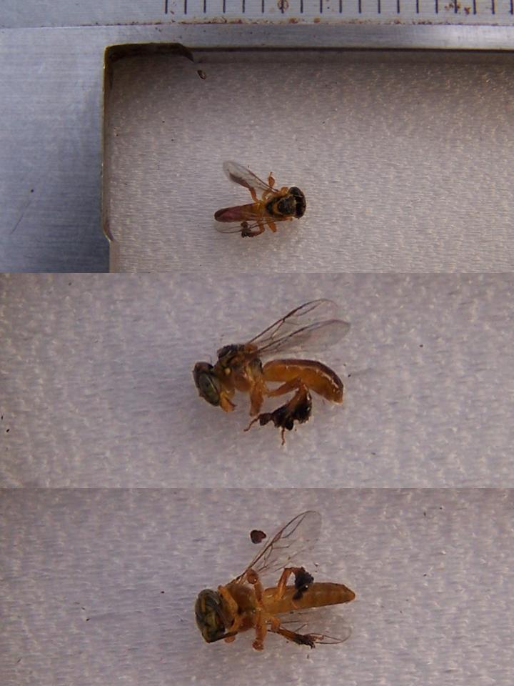 FIGURE 5 FIGURE 5